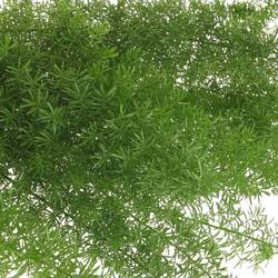 Asparagus grün Meyeri 45cm