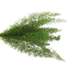 Asparagus grün Meyeri 45cm