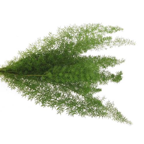 Asparagus grün Meyeri 45cm