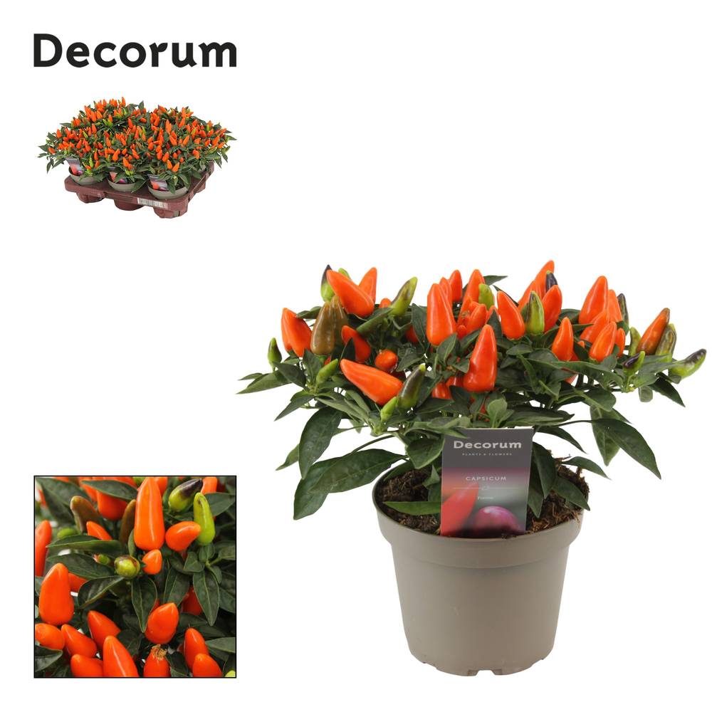 Capscium orange Annuum Torero T13 H023