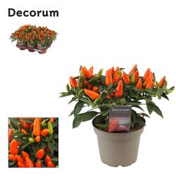 Capscium orange Annuum Torero T13 H023