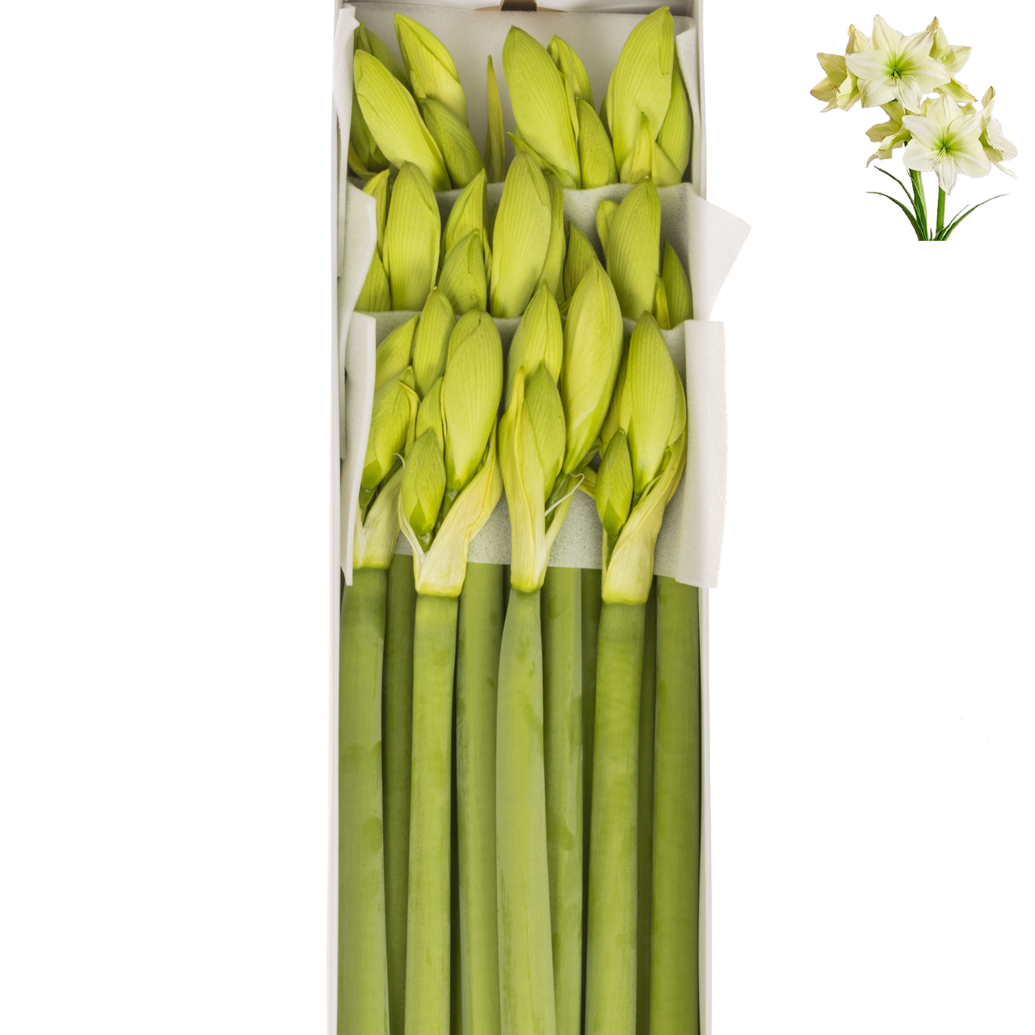 Amaryllis.Krt. creme Lemon Grandise x 12