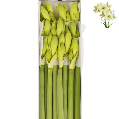 Amaryllis.Krt. creme Lemon Grandise x 12