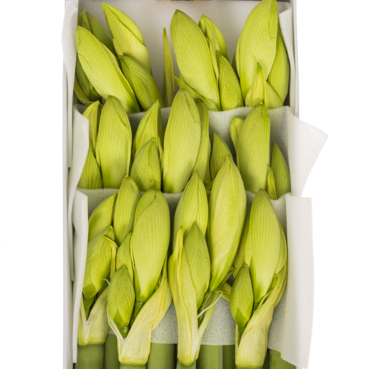 Amaryllis.Krt. creme Lemon Grandise x 12