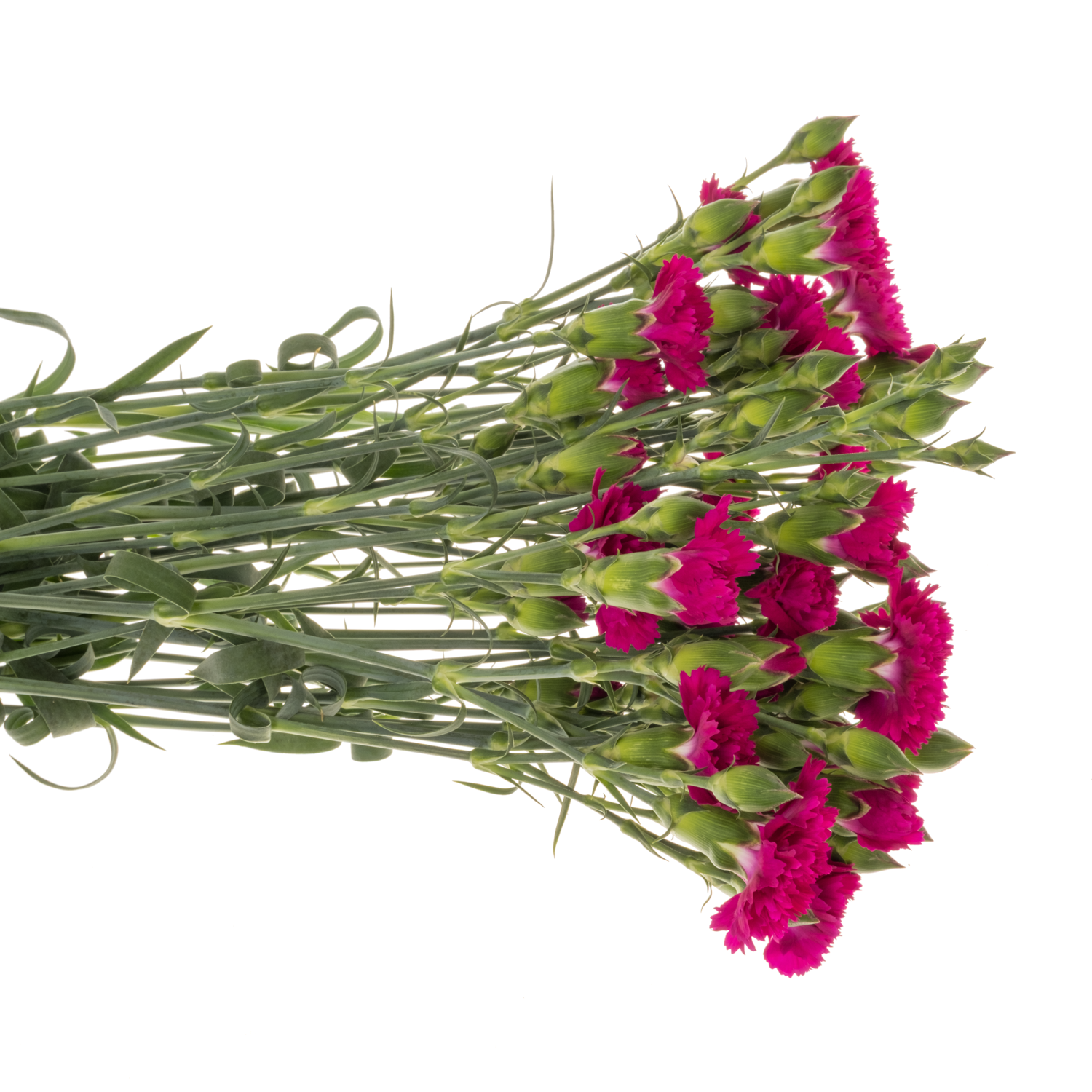 Mininelke lila Fiorino Purple 60cm