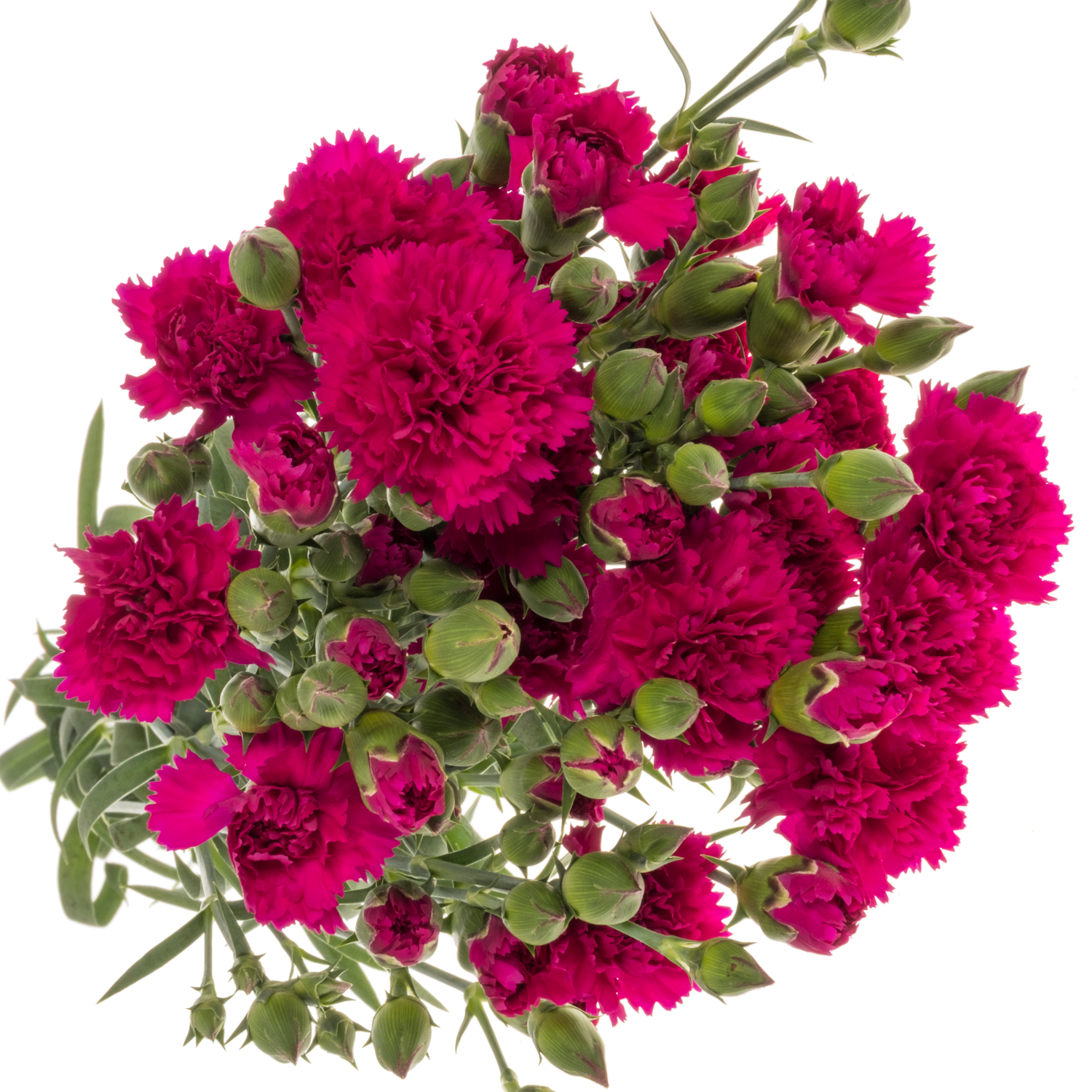 Mininelke lila Fiorino Purple 60cm