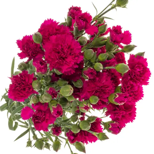 Mininelke lila Fiorino Purple 60cm