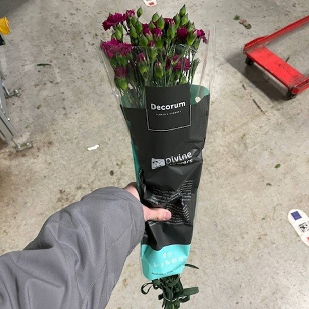 Mininelke lila Fiorino Purple 60cm