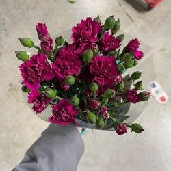 Mininelke lila Fiorino Purple 60cm