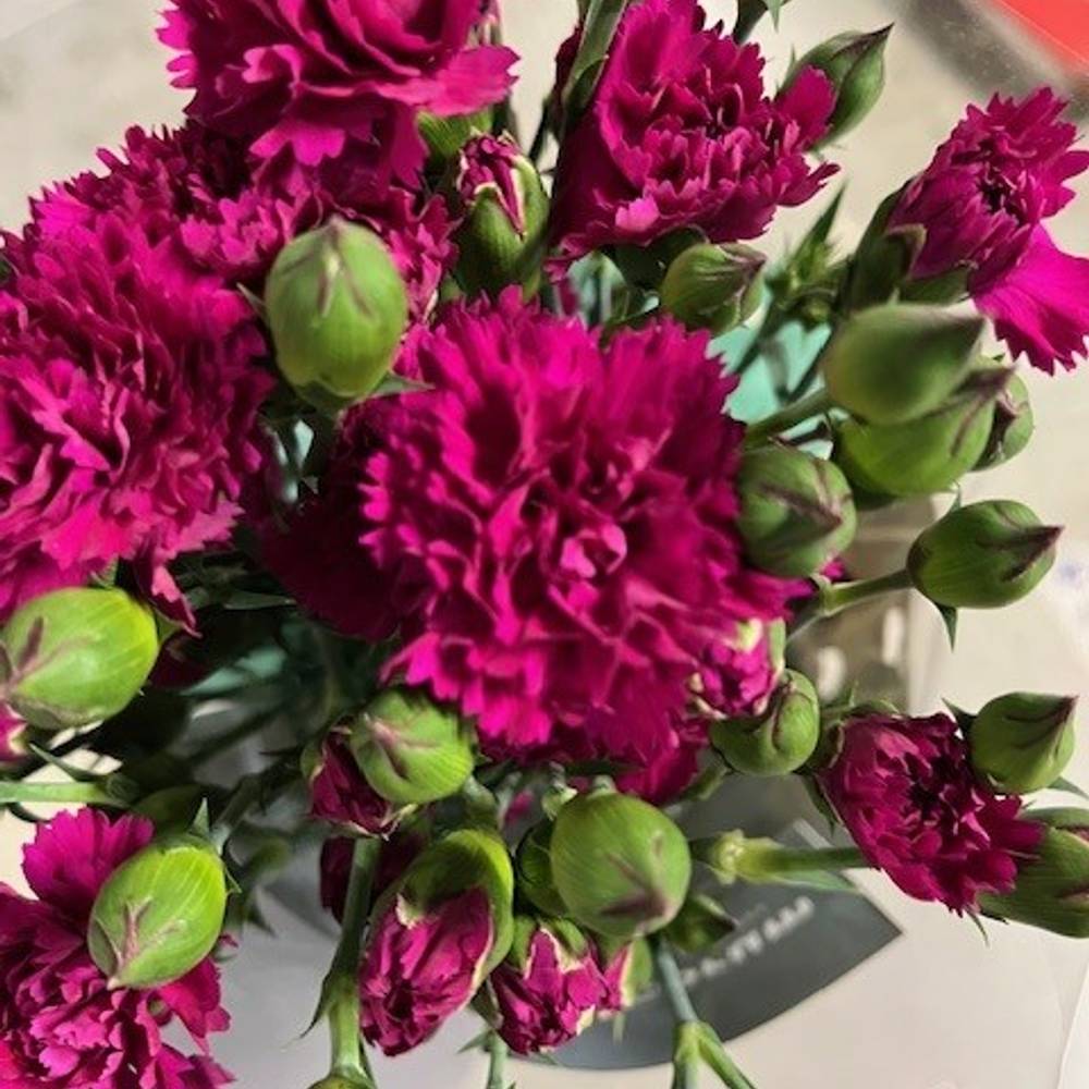 Mininelke lila Fiorino Purple 60cm