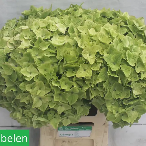 Hortensie hell grün Noblesse Bol 22cm 65cm