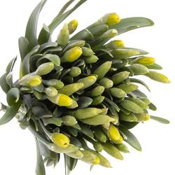 Narzisse gelb Dutch Master 44cm