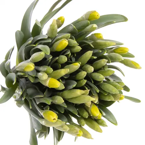 Narzisse gelb Dutch Master 44cm