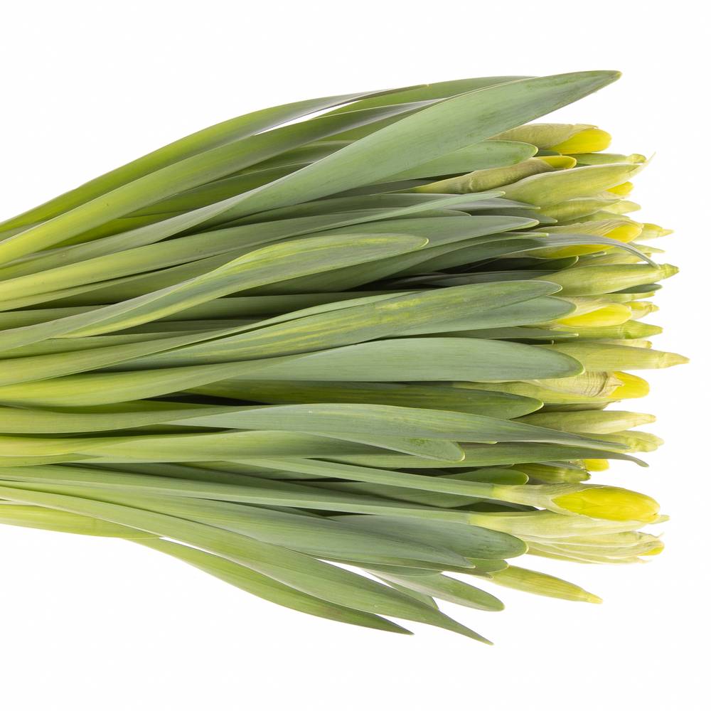 Narzisse gelb Dutch Master 44cm