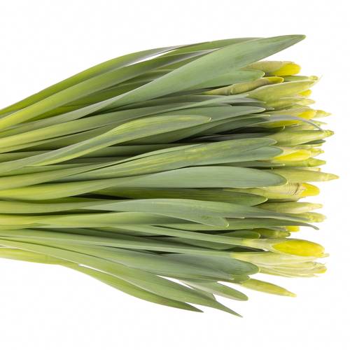 Narzisse gelb Dutch Master 44cm