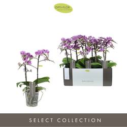Phal.2-R lila Exclusivo T12 H45