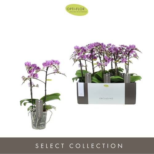 Phal.2-R lila Exclusivo T12 H45