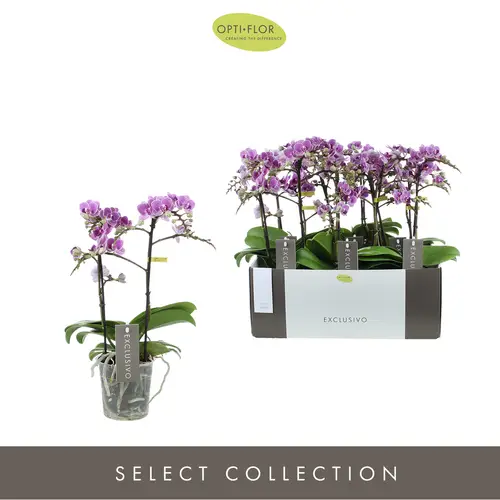 Phal.2-R lila Exclusivo T12 H45