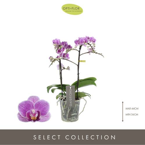 Phal.2-R lila Exclusivo T12 H45