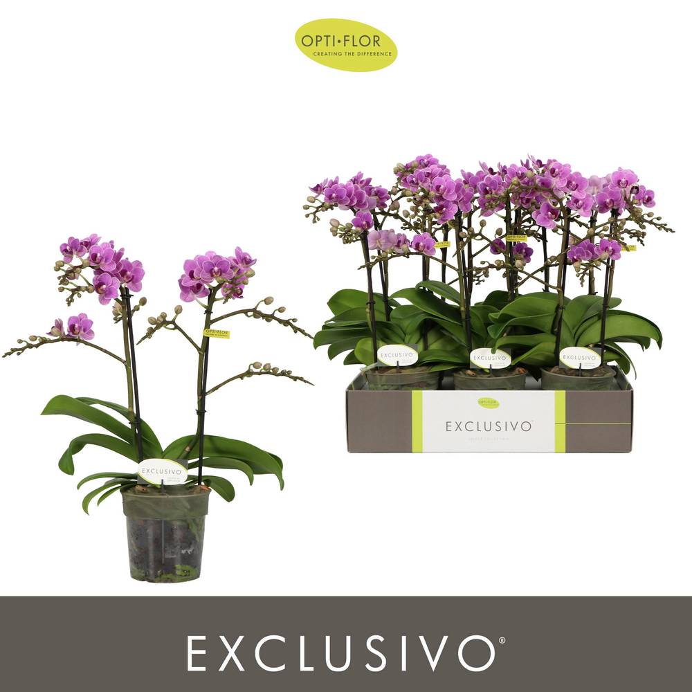 Phal.2-R lila Exclusivo T12 H045