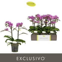Phal.2-R lila Exclusivo T12 H045