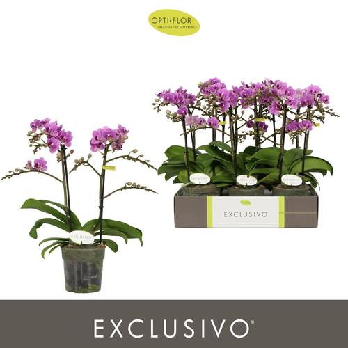 Phal.2-R lila Exclusivo T12 H045