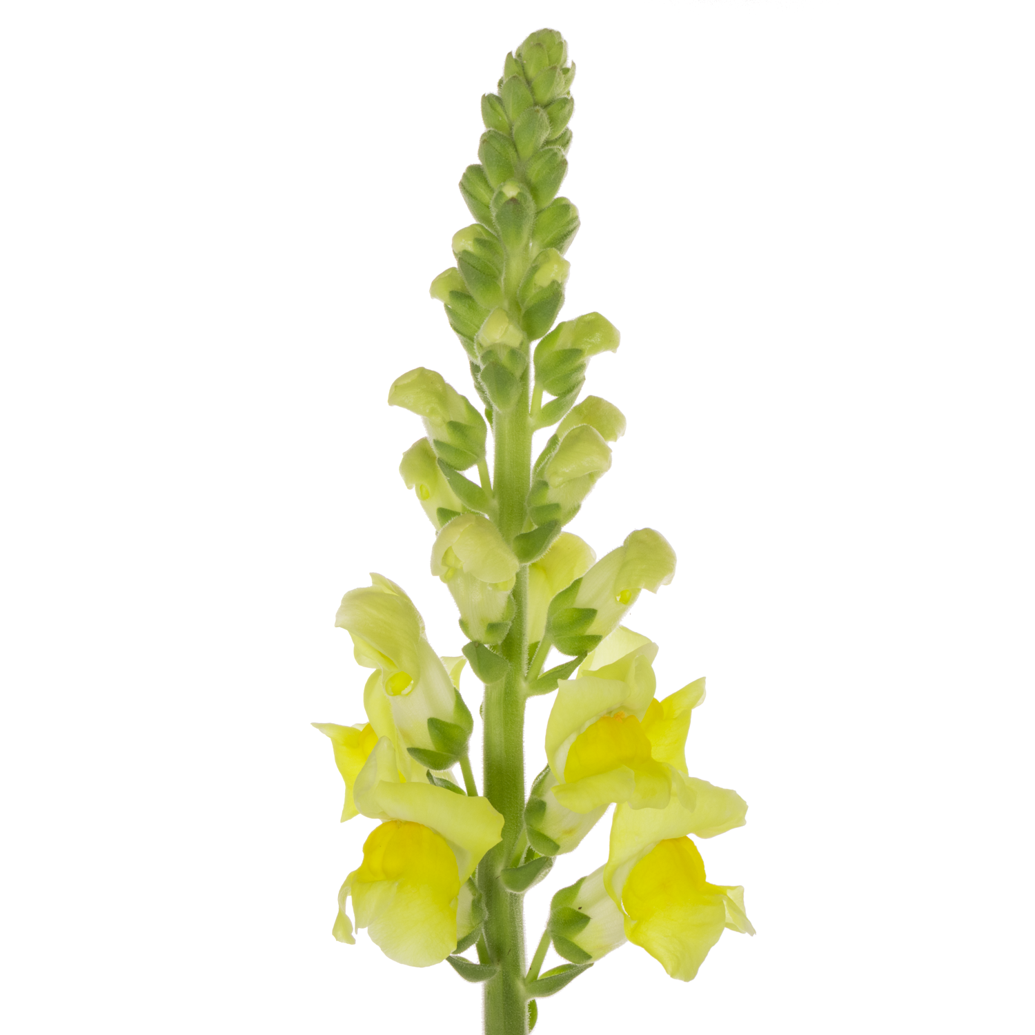 Löwenmaul gelb Potomac Yellow 75cm