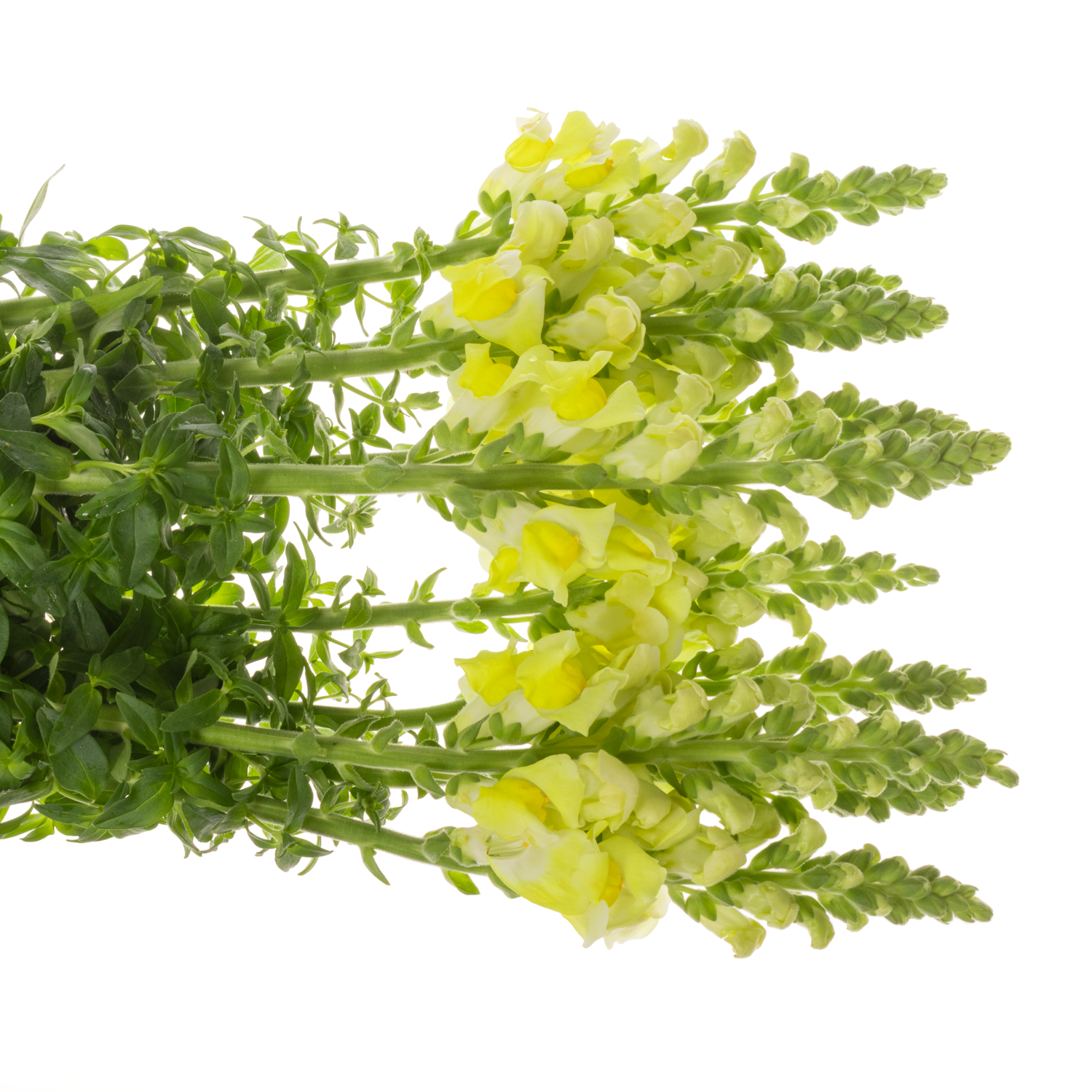 Löwenmaul gelb Potomac Yellow 75cm