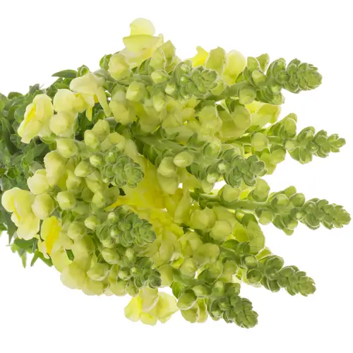 Löwenmaul gelb Potomac Yellow 75cm