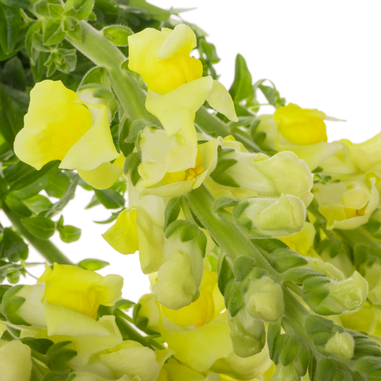 Löwenmaul gelb Potomac Yellow 75cm