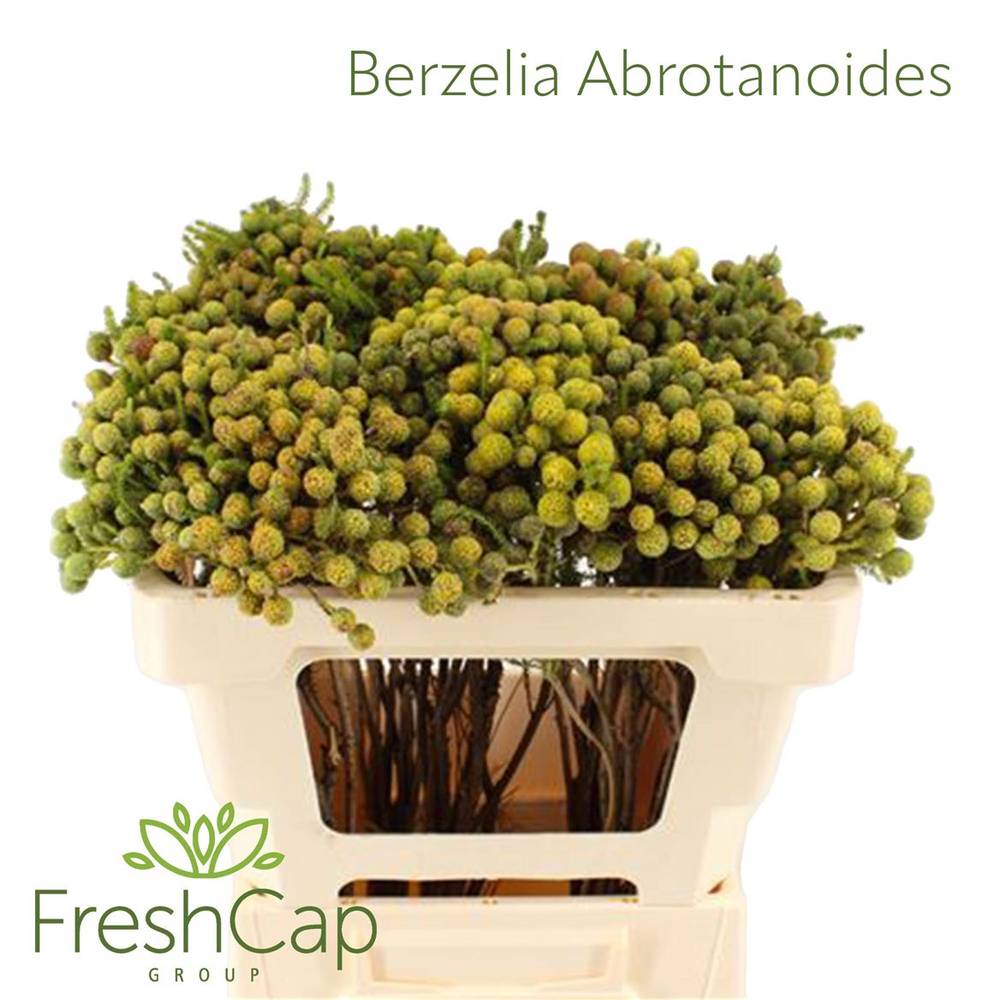 Berzelia creme Abrotanoides Mature 50cm