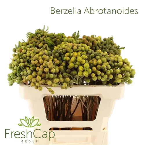 Berzelia creme Abrotanoides Mature 50cm