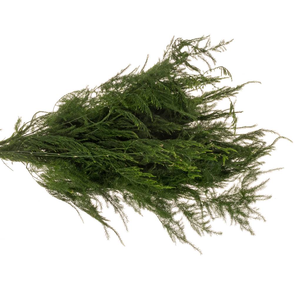Asparagus grün Pyramidalis 40cm