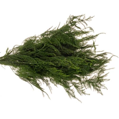 Asparagus grün Pyramidalis 40cm