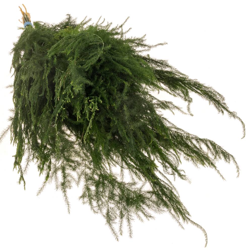 Asparagus grün Pyramidalis 40cm