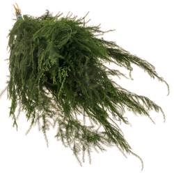 Asparagus grün Pyramidalis 40cm