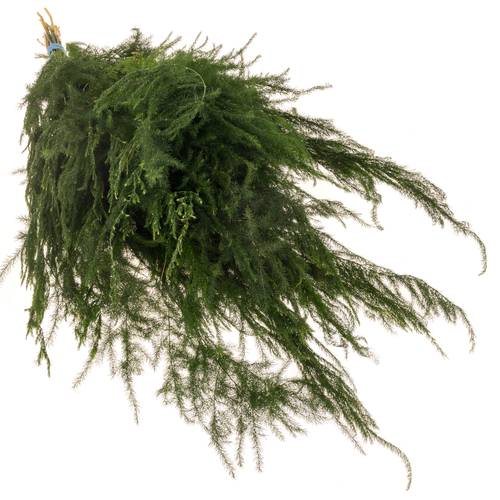 Asparagus grün Pyramidalis 40cm