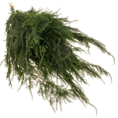 Asparagus grün Pyramidalis 40cm