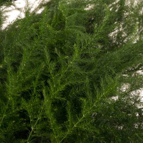 Asparagus grün Pyramidalis 40cm