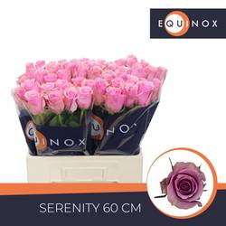 Rose rosa Serenity 60cm