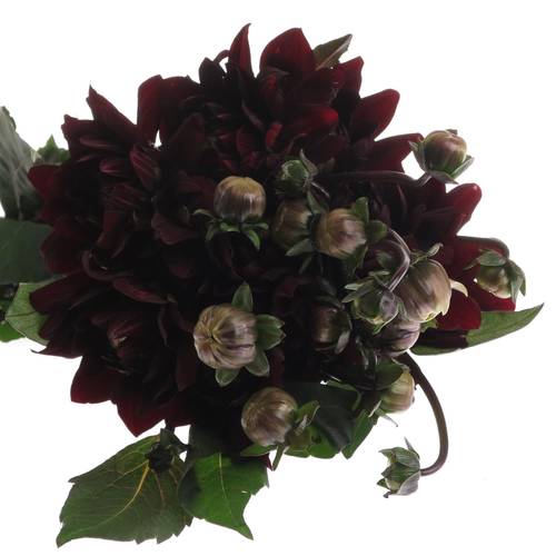 Dahlia schwarz Choco 40cm