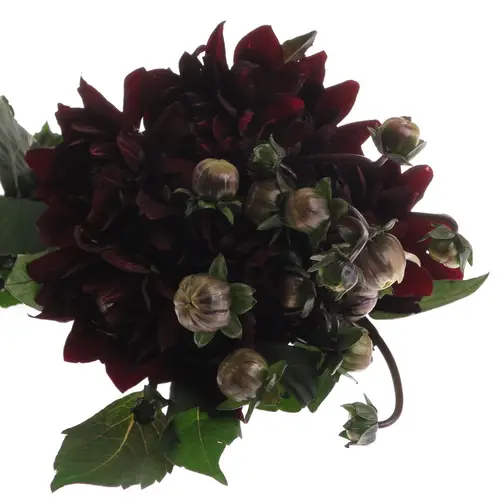 Dahlia schwarz Choco 40cm