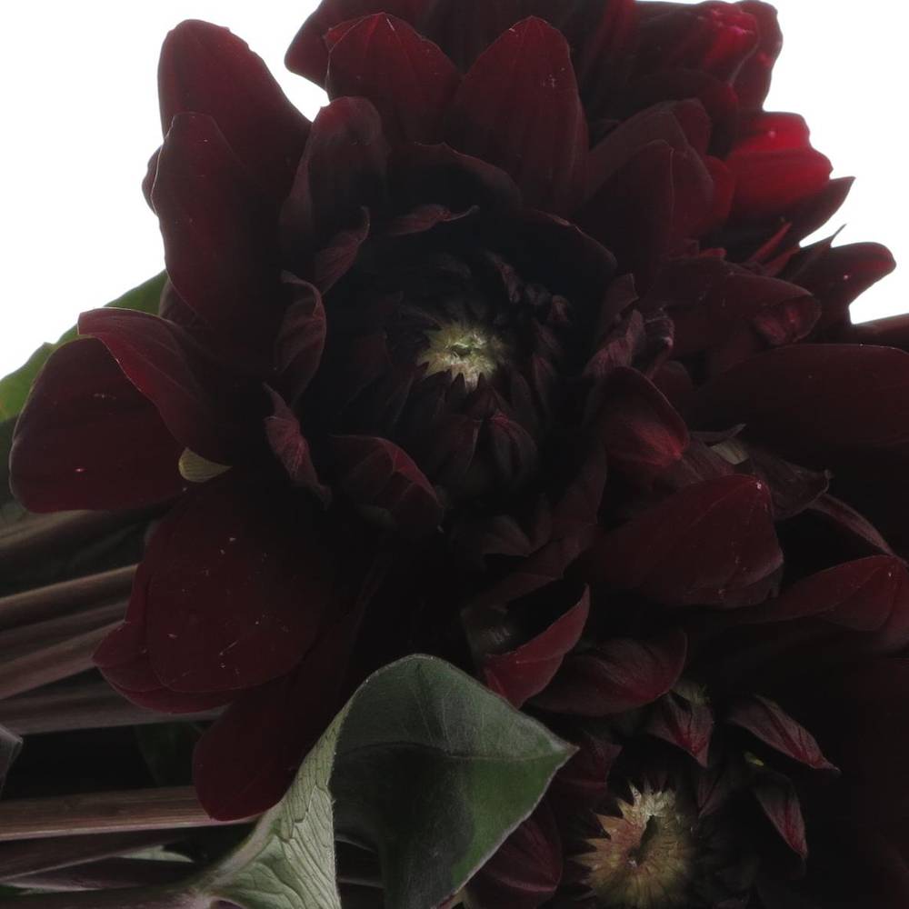 Dahlia schwarz Choco 40cm