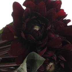 Dahlia schwarz Choco 40cm
