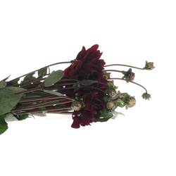 Dahlia schwarz Choco 40cm