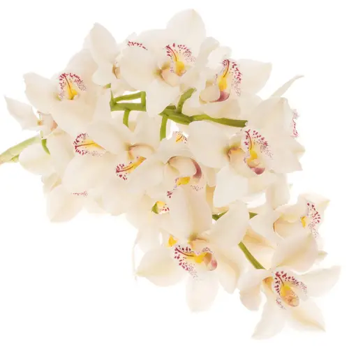 Cymbidium weiss Cascade 9+Blüte 60cm