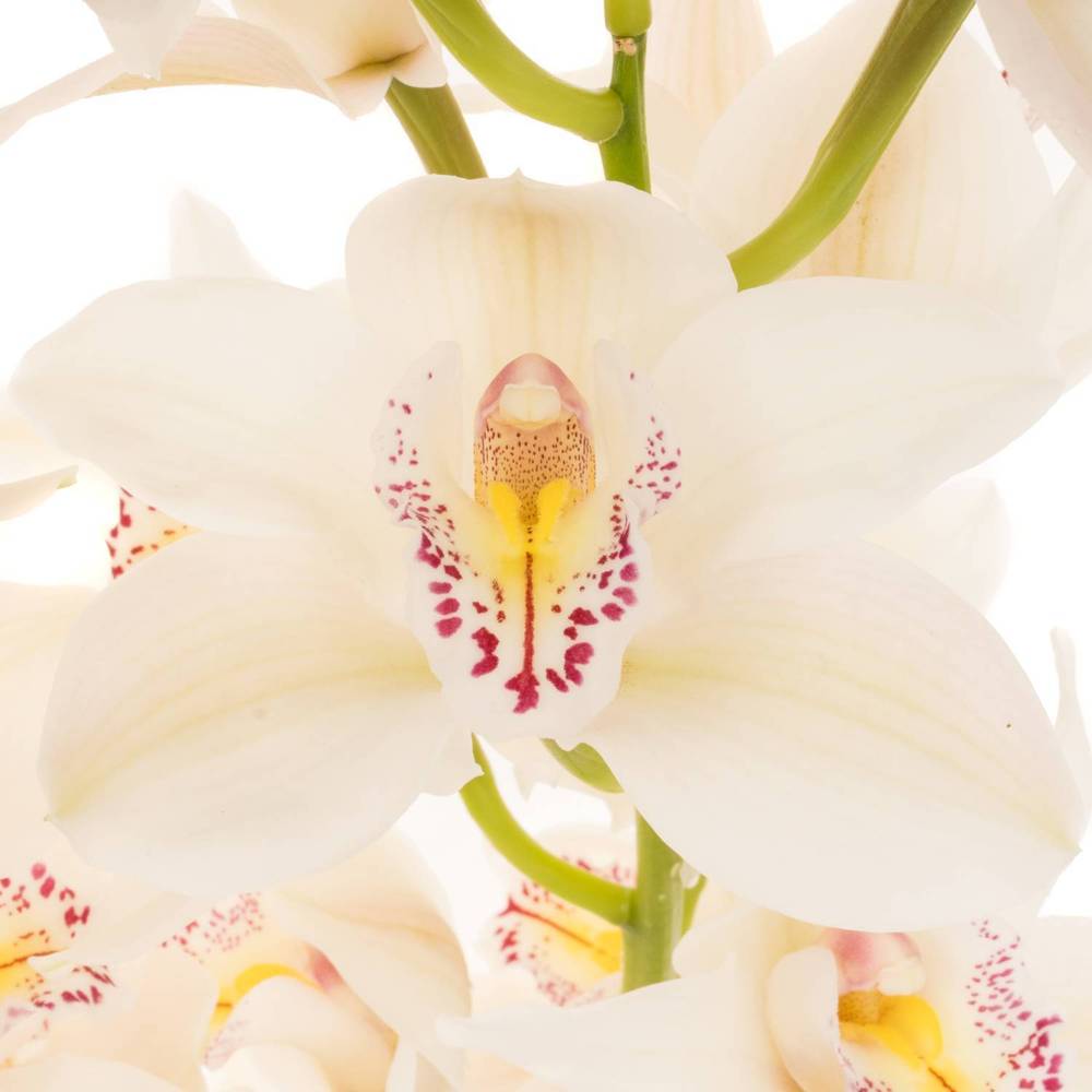 Cymbidium weiss Cascade 9+Blüte 60cm