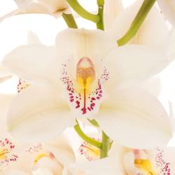 Cymbidium weiss Cascade 9+Blüte 60cm