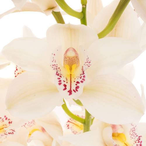 Cymbidium weiss Cascade 9+Blüte 60cm