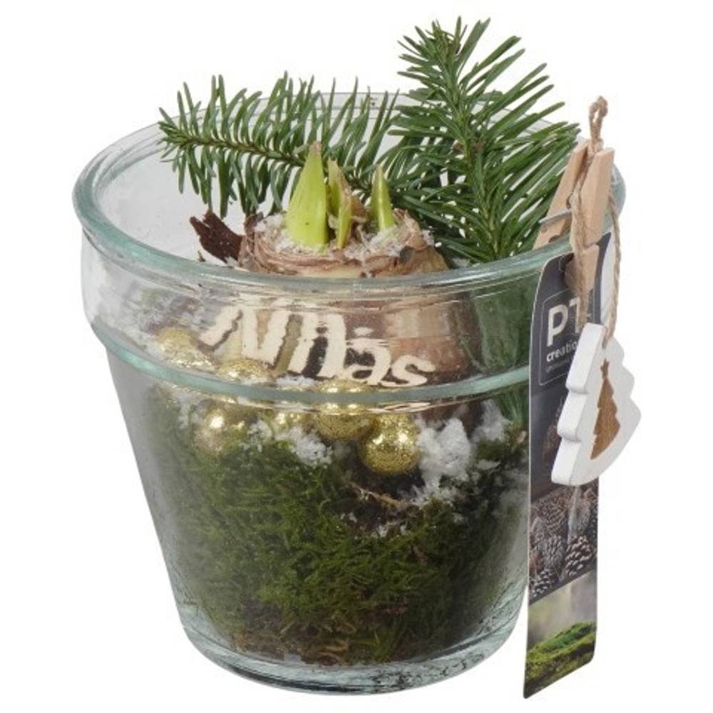 Amaryl.Arr PTACH5938 rote Bl. Weihnachten T13 H020